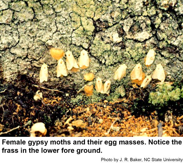 Females lay their egg masses